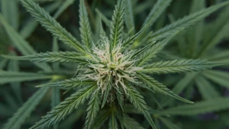 cannabis plant