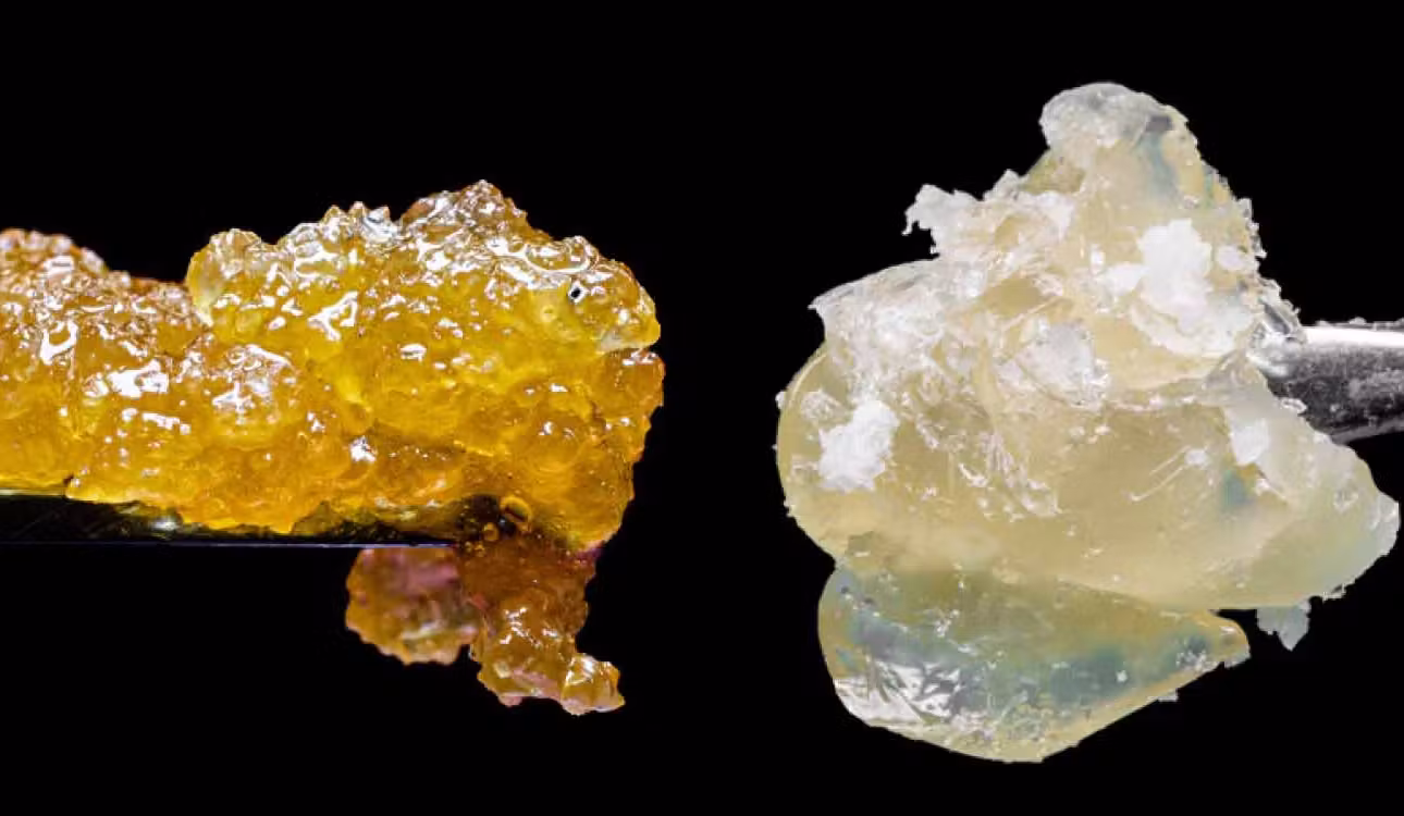 resin and rosin cannabis extracts