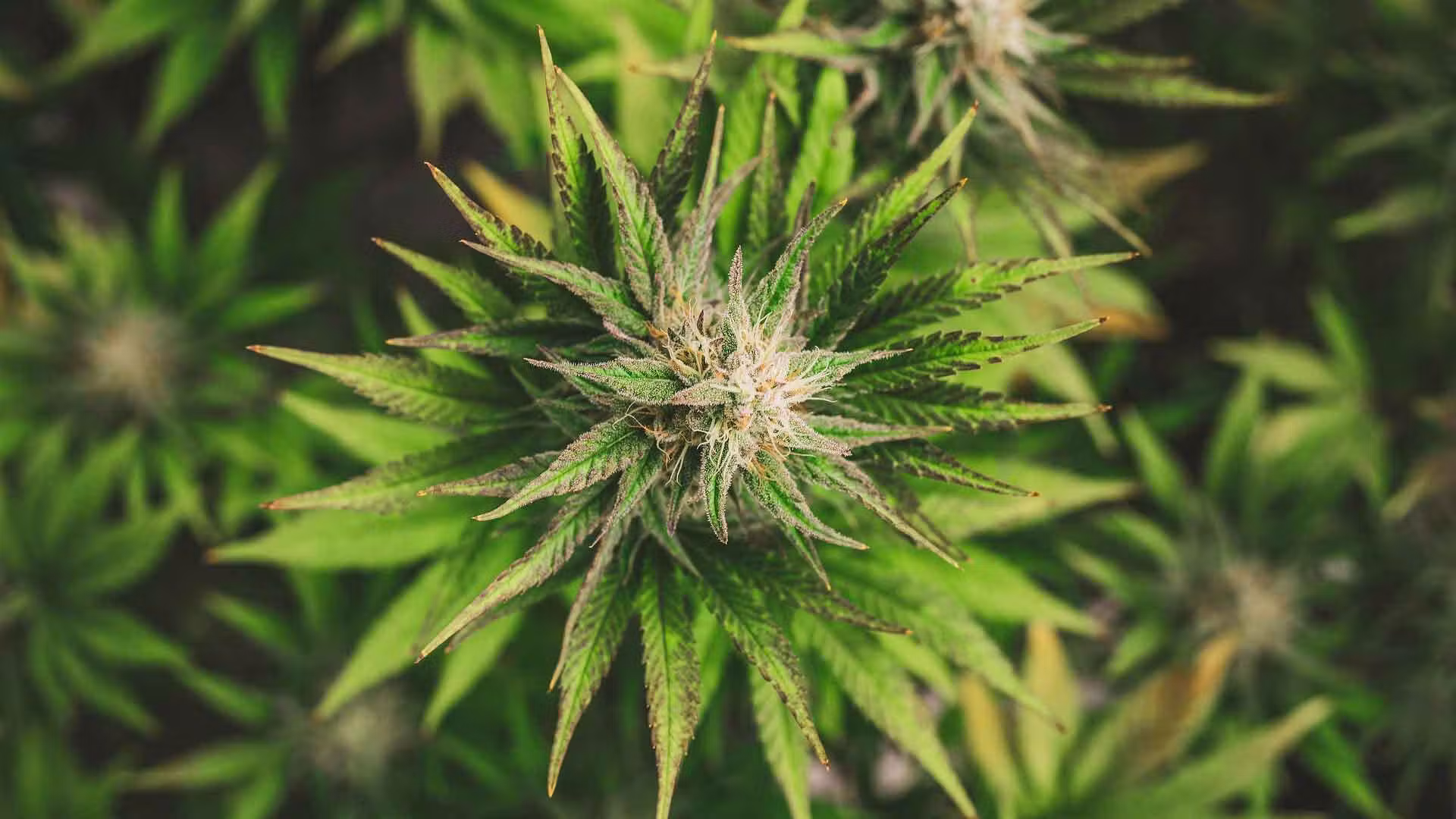 cannabis plant