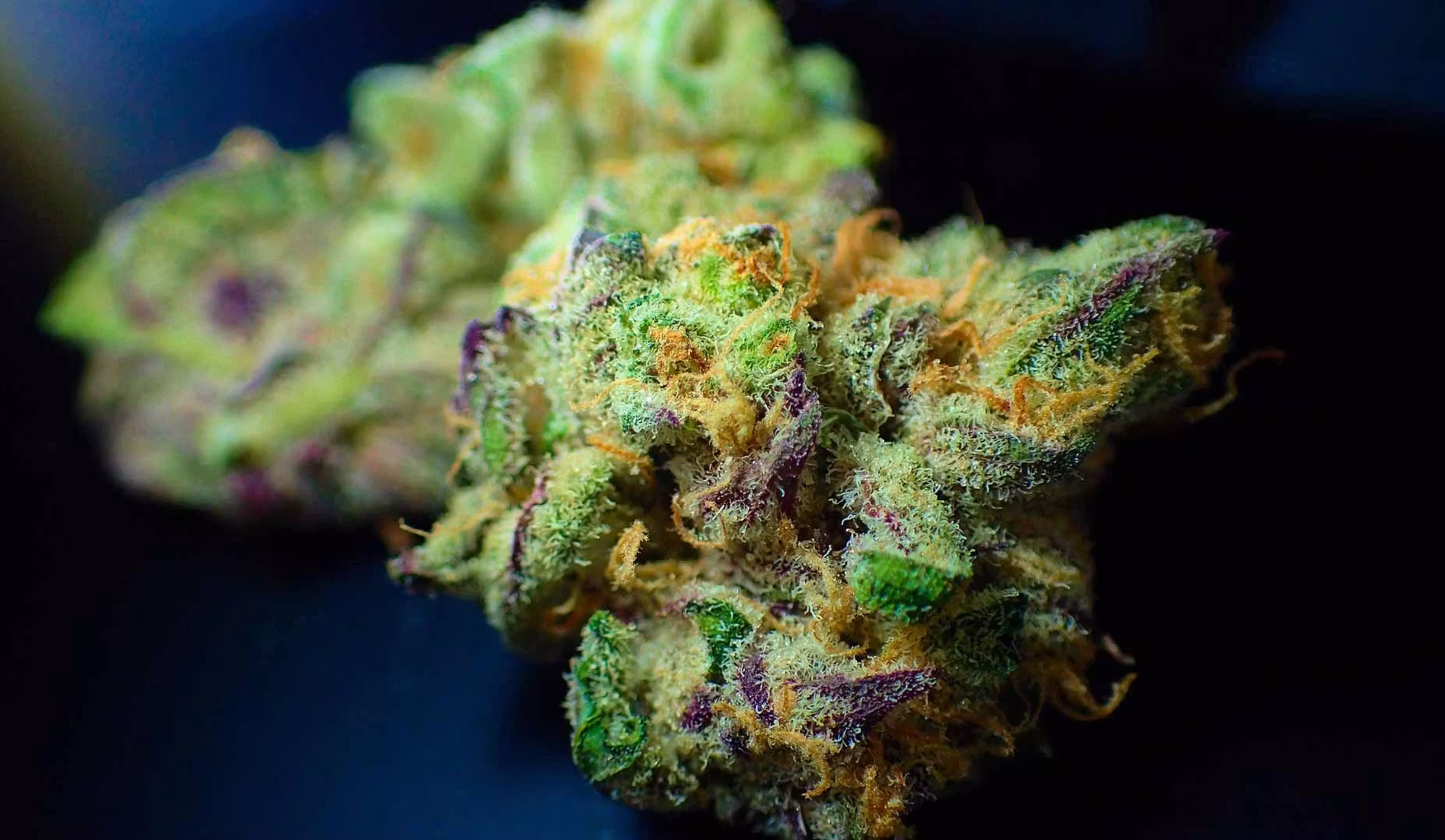 cannabis nug close up