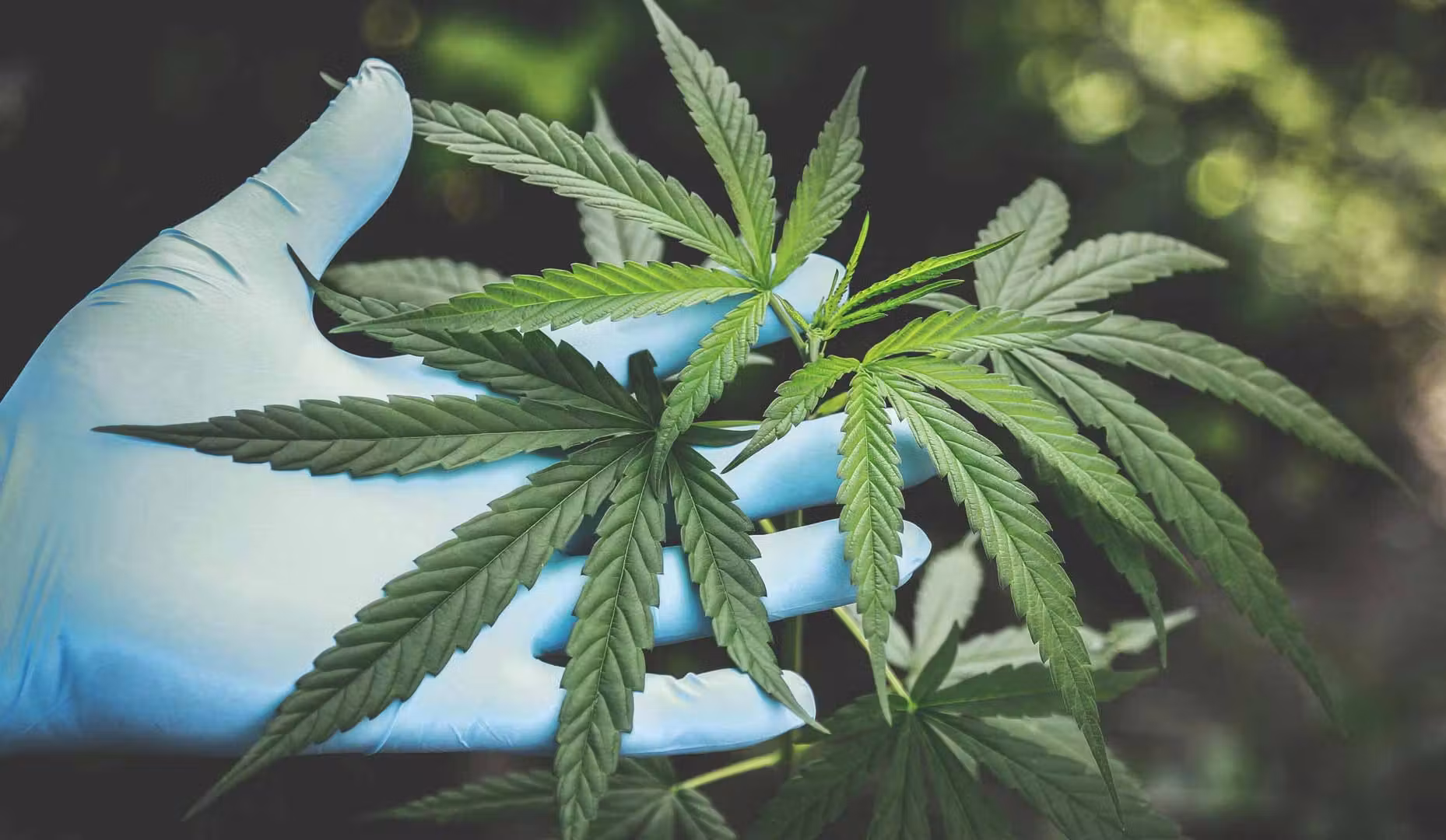 hand holding cannabis