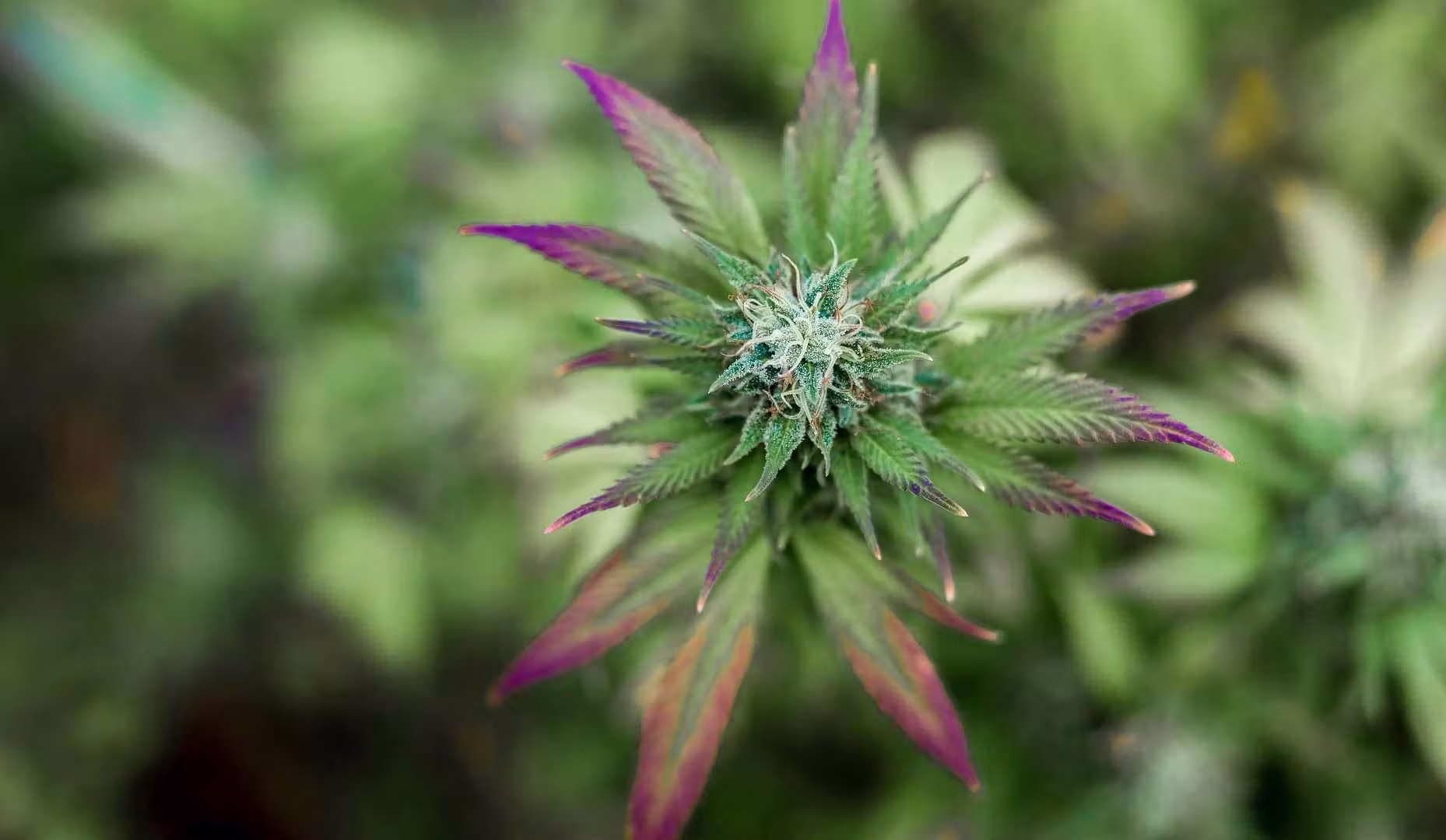 cannabis plant